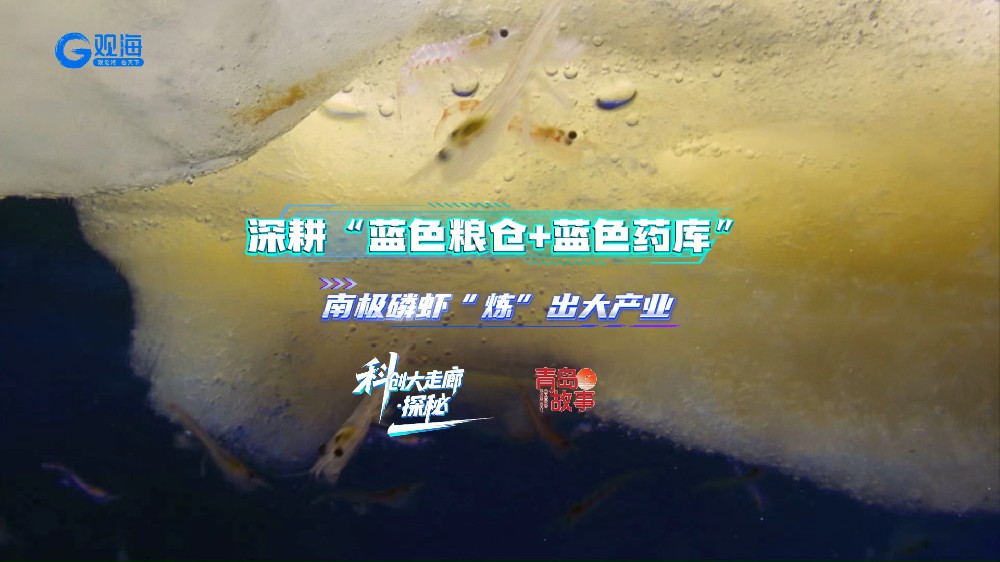 观海新闻：青岛科创大走廊·探秘丨深耕“蓝色粮仓+蓝色药库”，南极磷虾“炼”出大产业
